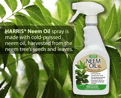 neem oil insect repellent