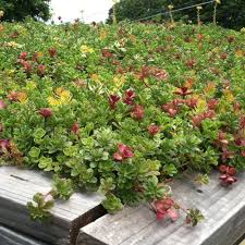 sedum tile color splash white flower