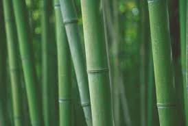 Of Bamboo For Home And Garden