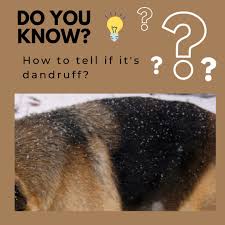 dog dandruff this is how to fix it in