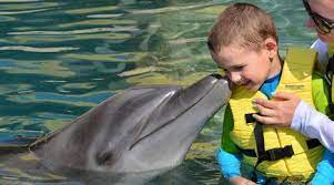 dolphin therapy benefits