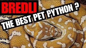 centralian carpet python care you