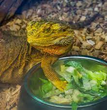 Can Bearded Dragons Eat Cucumber? Yes, but Not Every Week!