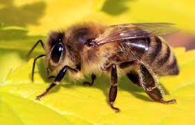 Researchers Testing New Honeybee Sting Vaccine | Medicine | Sci-News.com