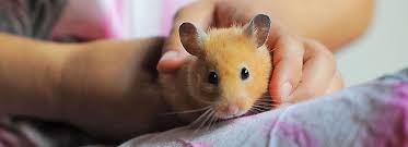 Hamsters are rodents from the subfamily cricetinae. Hamster Care For Kids Petsmart
