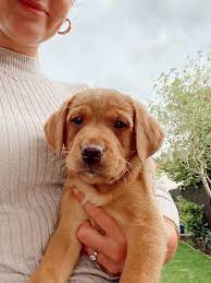 The biggest challenge you will face, however, is getting golden retrievers to socialize with other dogs. We Got A Puppy Meet Our 8 Week Old Golden Fox Red Labrador In 2021 Golden Labrador Puppies Fox Red Labrador Puppies