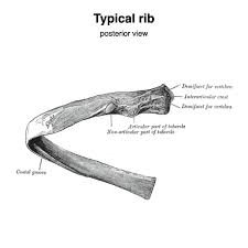 Major landmarks of a typical rib are the following: Ribs Radiology Reference Article Radiopaedia Org