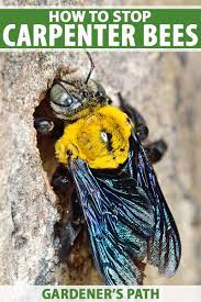 how to stop carpenter bees from