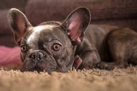The topline is level, with the the french bulldog is generally active, alert and playful — truly the clown in the cloak of the. What Are The French Bulldog Colors French Bulldog Breed
