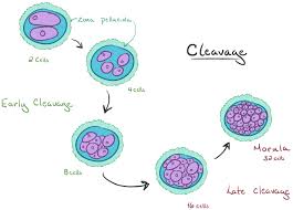 Human Embryogenesis Article Embryology Khan Academy