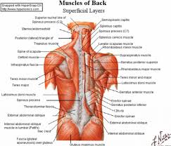 Back Muscles Anatomy Lower Back Muscles Anatomy Human