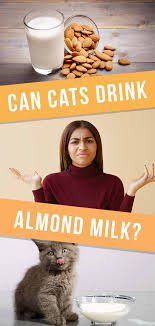 Cats don't produce many lactase for cats who love milk but can't digest lactose, almond milk presents a promising alternative. Can Cats Drink Almond Milk Cat Drinking Milk For Cats Cat Diet