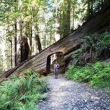 Explore the coastline via sea kayak, check out an american indian. The 5 Best Things To Do In Redwood National Park 2021 With Photos Tripadvisor