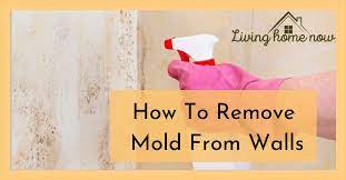 How To Remove Mold From Walls Permanently