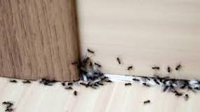 bir-eve-karınca-neden-gelir