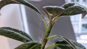how to spot and remove spider mites