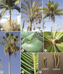 Arecaceae An Overview Sciencedirect