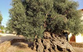 the ancient olive tree of vouves crete