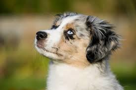 Maybe you would like to learn more about one of these? Mini Australian Shepherd What To Know Before Buying All Things Dogs All Things Dogs