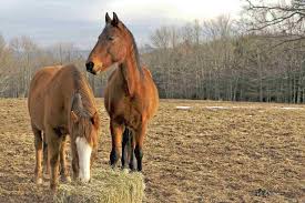 10 Common Horse Feeding Mistakes