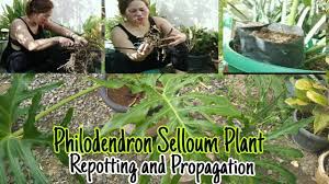 propagate philodendron selloum plant