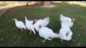 Turkeys and chickens coexist pretty well together, so it makes it really easy! Raising Free Range Backyard Turkeys Youtube