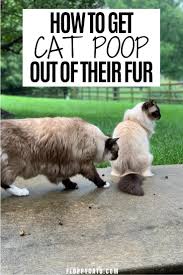 She is the only cat in the household, and i keep the litter box very clean. Pin On Cat Care Tips And Behavior