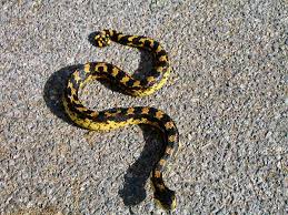 Not dangerous to humans : Indiana Snakes Pictures And Identification Help
