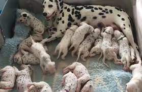 Find many great new & used options and get the best deals for furreal friends dalmatian newborn related items to consider. Vet Says Dalmatian Is Going To Deliver Merely Three Puppies But Newborns Keep On Coming