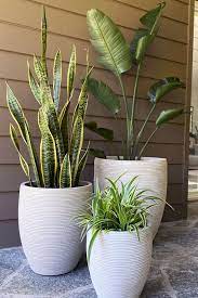 indoor plant pots all you need to know