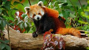 red pandas are left in the wild