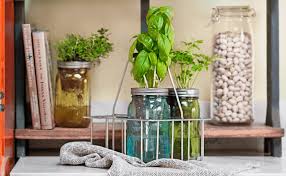 How To Grow Herbs Indoors Sunlight