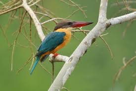 Burung cantik ini dinyatakan rentan oleh iucn red list. 15 Burung Tercantik Di Dunia Beberapa Di Antaranya Dari Indonesia Lho