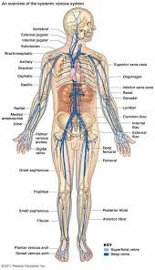 From there, blood passes through major arteries, which branch into muscular arteries and then. 50 Arteries And Veins Ideas Anatomy And Physiology Medical Knowledge Medical Anatomy