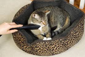 How To Wash A Cat Bed 3 Easy To Follow