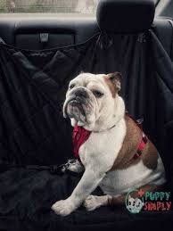 10 Best Dog Car Seat Covers That