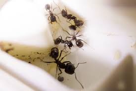 Ants Kill Ants Ant Infestation