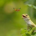 attracting lizards to the garden how