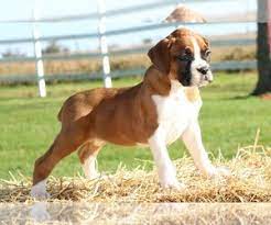 Calculating the cost for a boxer puppy is not quite so straightforward as it may seem. View Ad Boxer Puppy For Sale Near Missouri Chilhowee Usa Adn 155147
