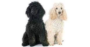250 poodle names cute cly more