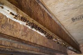 wood rot or mold in your crawl e