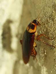 cockroaches h2 environmental pest