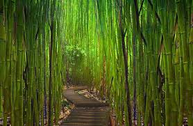 Hd Wallpaper Bamboo Garden Japanese
