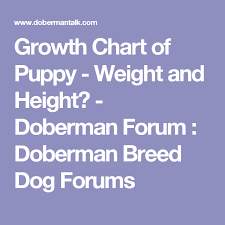 Growth Chart Of Puppy Weight And Height Doberman Forum