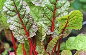 Plant Now For A Fall Vegetable Garden