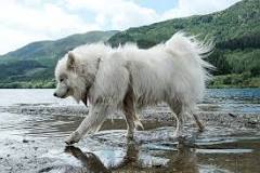 can-samoyeds-be-trusted-off-leash