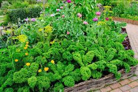 What To Plant In A Raised Garden Bed