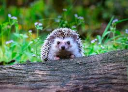 Still, hedgehogs are quieter than most pets and rarely make any noise. Top 5 Things You Should Know Before Getting A Hedgehog College Manor Veterinary Hospital