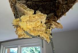 Bumble bees vs honey bees: Couple Stunned To Discover Huge Bee Hive In Their Attic After Honey Started To Drip Through Their Ceiling
