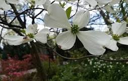 What are the white flowering trees in NYC?